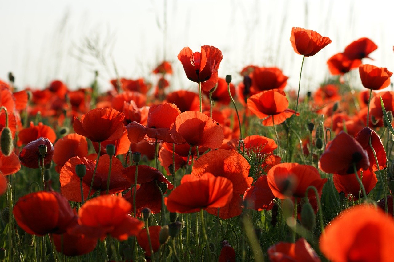 coquelicot fleurs abeilles jardinage semis