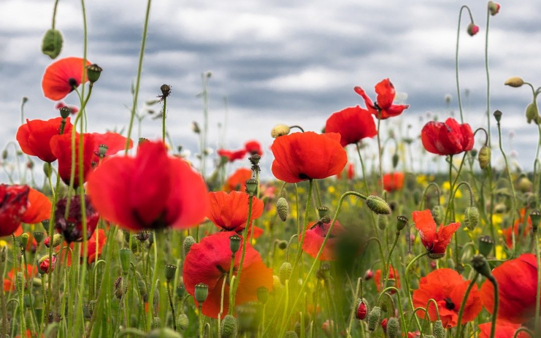 Recettes de cuisine avec le coquelicot