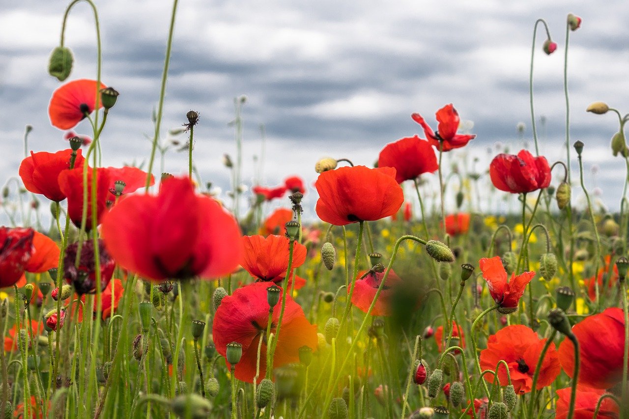 coquelicot recettes cuisine fleurs graines