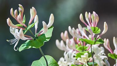 chèvrefeuille plante conseils jardinage