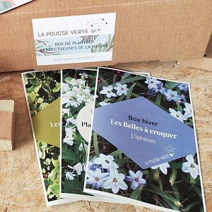 box plante conseils jardinage