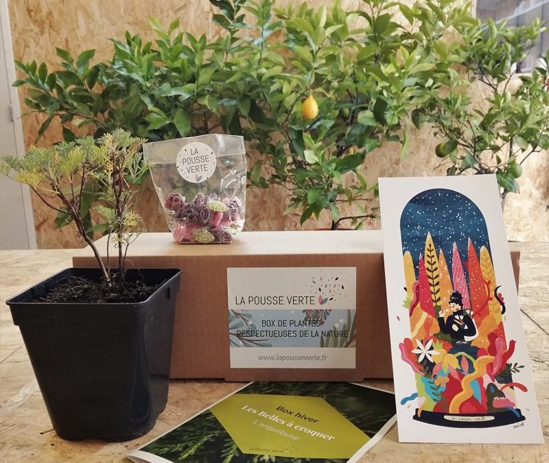 La box de plantes de l’hiver 2020-2021