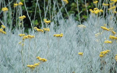 L’hélichryse : conseils jardinage pour votre plante curry