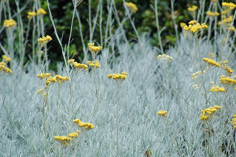 L’hélichryse : conseils jardinage pour votre plante curry