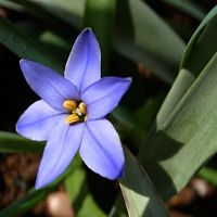 ipheion cadeau jardinage plante