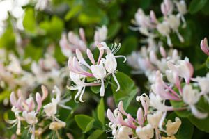 La Pousse Verte - Le chèvrefeuille d'hiver, conseils jardinage