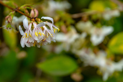 chèvrefeuille plante jardinage parfum