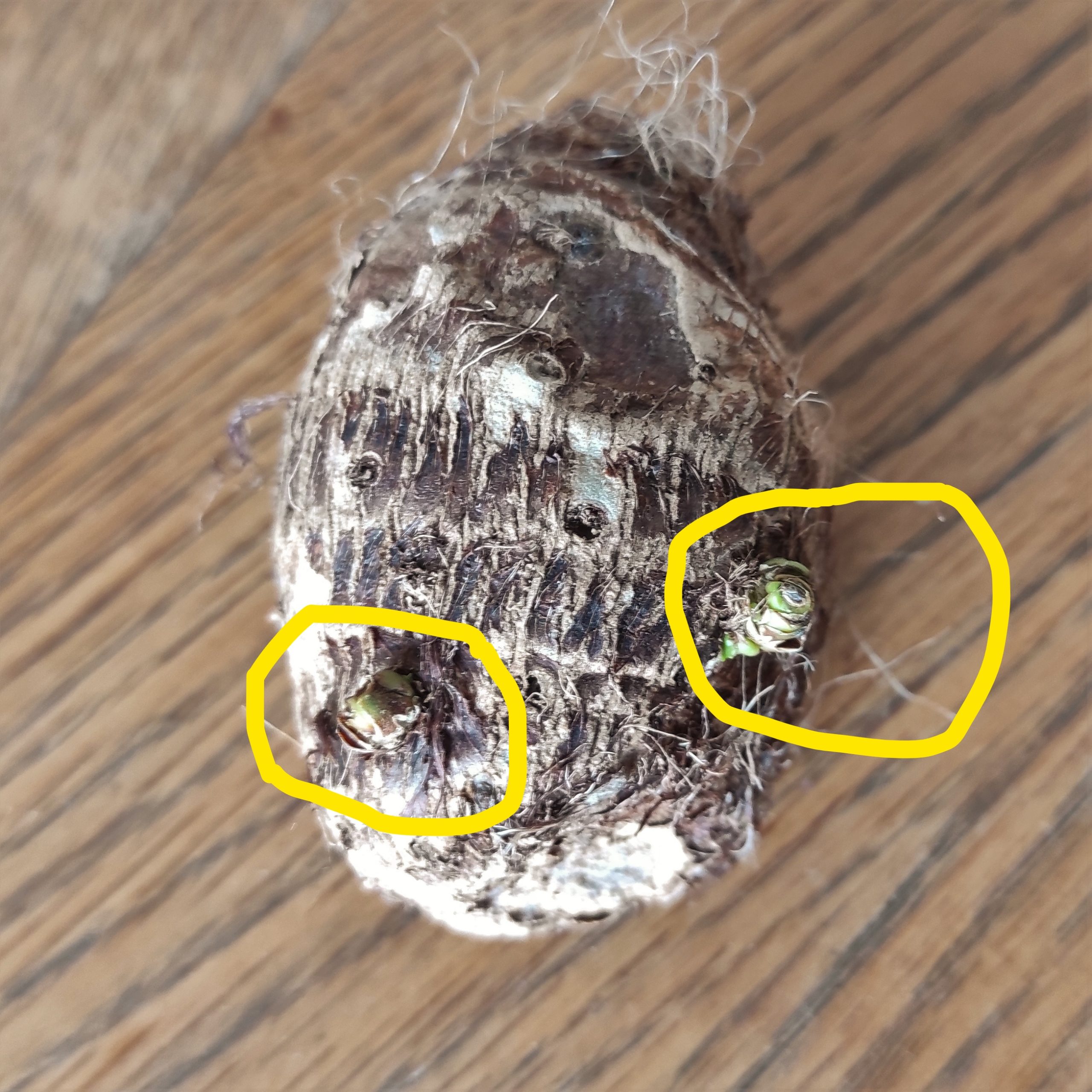 taro bouture noeuds tuto taro bouture noeuds tuto