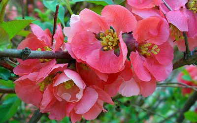La plante du mois : le cognassier du Japon, conseils jardinage