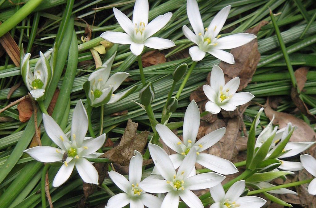 La plante du mois : la dame de onze heures, conseils jardinage