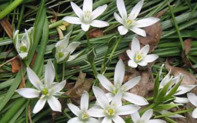 La plante du mois : la dame de onze heures, conseils jardinage