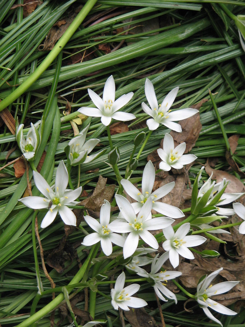 dame de onze heures conseils jardinage decouverte