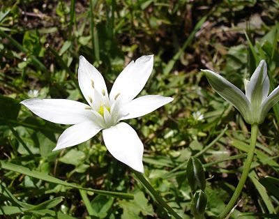 dame de onze heures conseils jardinage