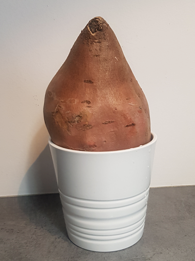 tuto bouture patate douce jardinage tuto bouture patate douce jardinage