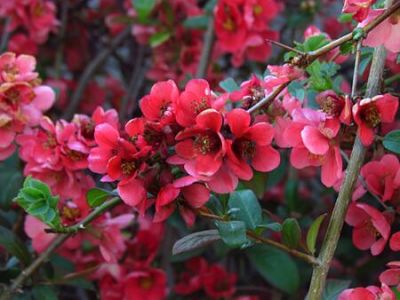 cognassier du japon plante conseil jardinage entretien découverte