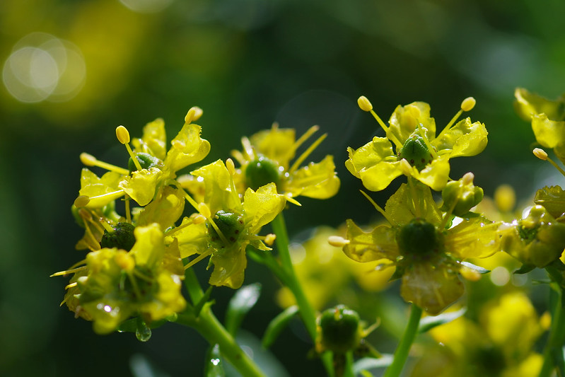 rue cuisine recettes plante