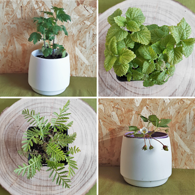 plantes francaises non traitees aromatiques vivaces plantes francaises non traitees aromatiques vivaces