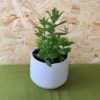 saponaire plante vivace comestible