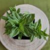 saponaire plante vivace comestible savon