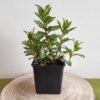 saponaire plante savon vivace