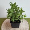 saponaire fleurs comestibles plante savon