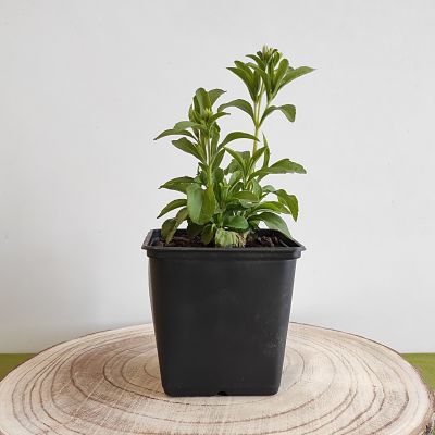 stevia plante aromatique sucre