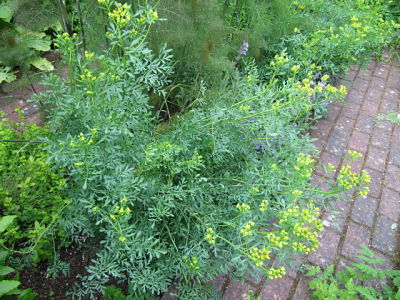 rue officinale jardinage plante fleur comestible