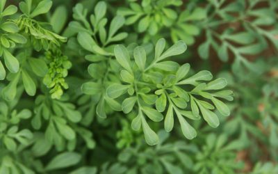 La rue officinale : conseils jardinage pour votre plante