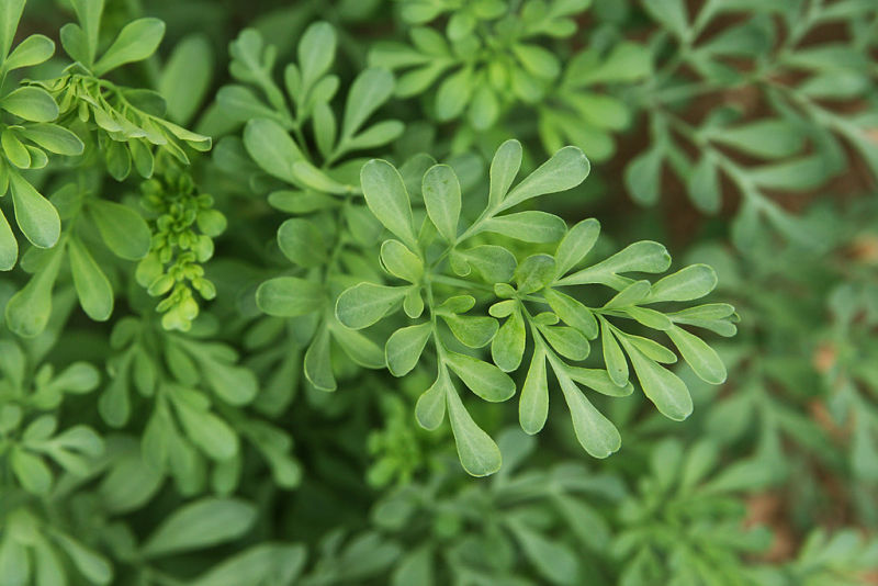 rue officinale conseils jardinage plante fleurie