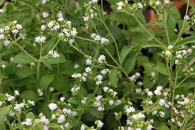 stevia stévia plante sucre jardinage bio