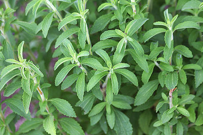 stevia plante jardinage bio conseils