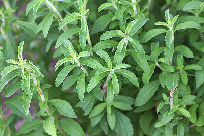 Stévia - Stevia rebaudiana - Poudre Bio 100g