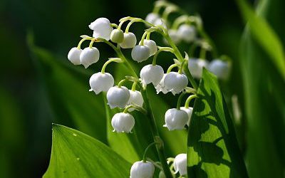 La plante du mois de mai : le muguet, conseils jardinage