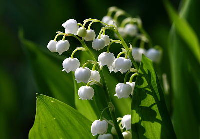 La plante du mois de mai : le muguet, conseils jardinage