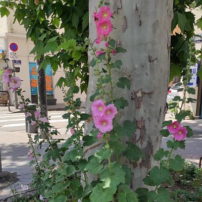 rose trémière conseils jardinage plante