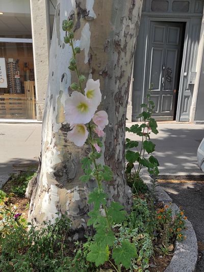 rose trémière conseils jardinage plante comestible