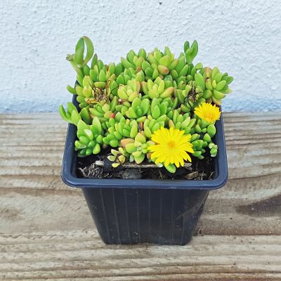 La Pousse Verte - Delosperma lineare (plante grasse vivace) fleurs jaunes