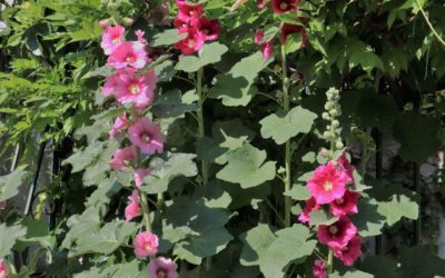 La plante du mois : la rose trémière, conseils de jardinage et découverte