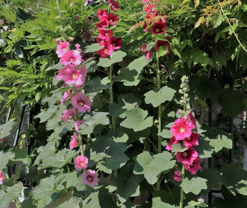 La plante du mois : la rose trémière, conseils de jardinage et découverte