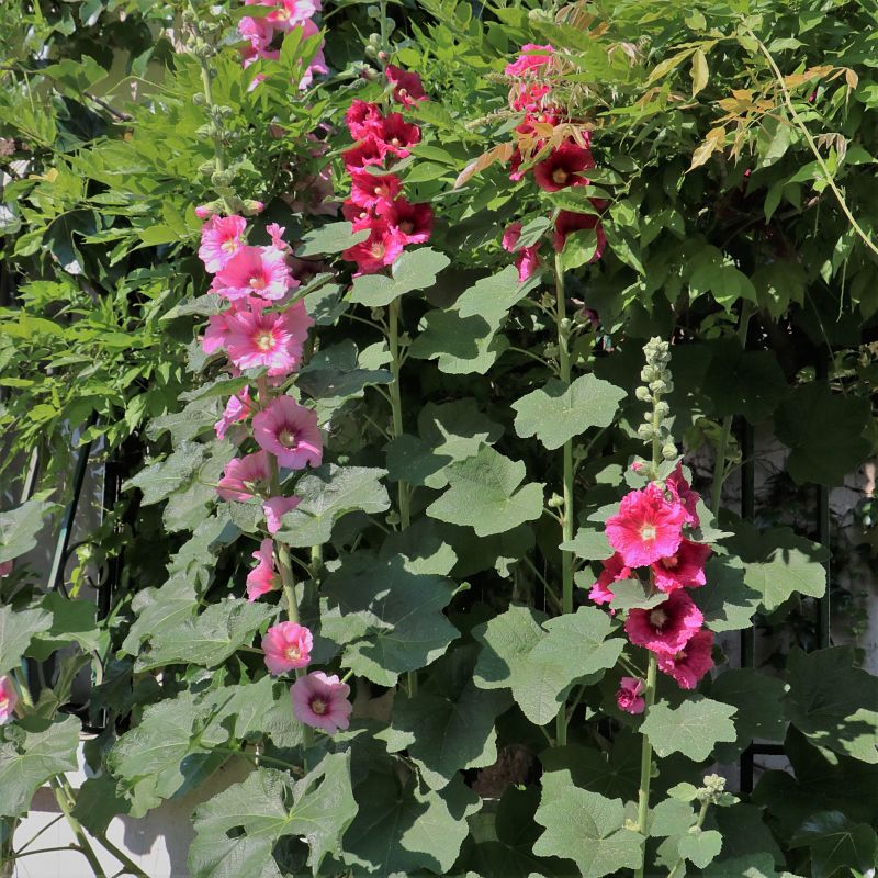 rose trémière plante conseils jardinage