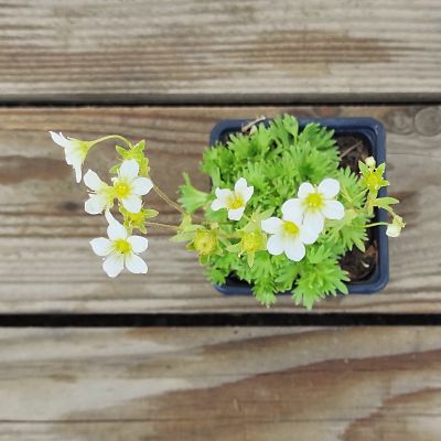 saxifrage plante vivace fleurs blanches ecoresponsable francaise