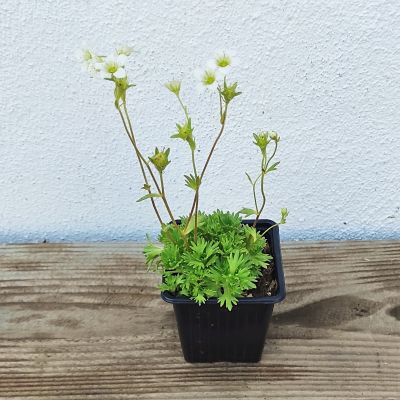 saxifrage plante vivace fleurs blanches ecoresponsable