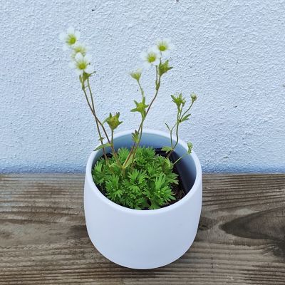 saxifrage plante vivace fleurs blanches ecoresponsable non traitee