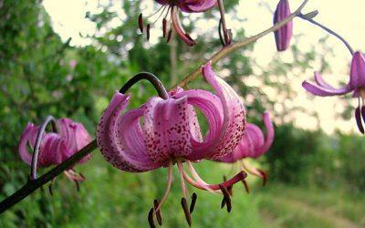 La plante du mois : le lys martagon, une beauté de la montagne