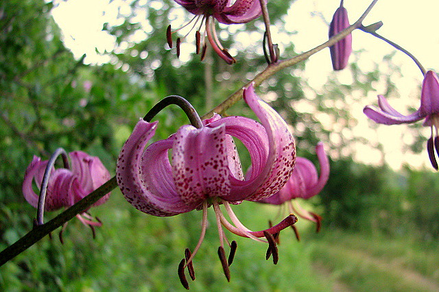 La plante du mois : le lys martagon, une beauté de la montagne