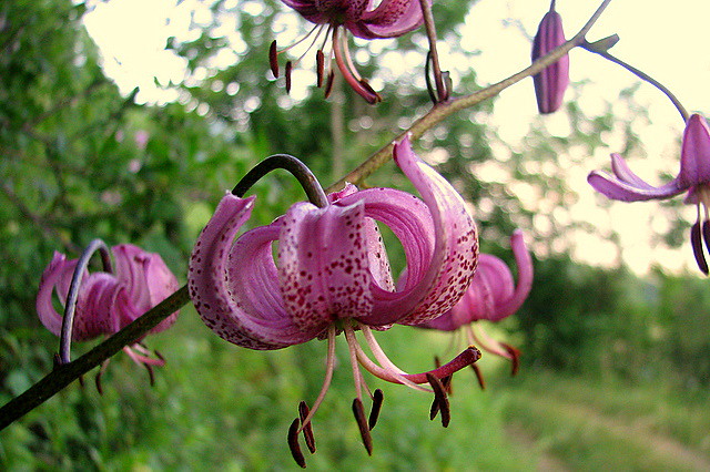 La Pousse Verte - Le lys martagon, une belle plante de la montagne