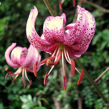 lys martagon fleurs jardinage