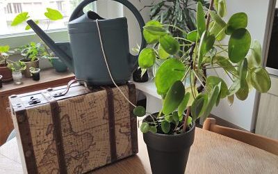 Tuto DIY : arrosage des plantes en vacances facile