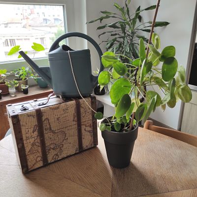 Joli arrosoir vert pour arroser ma plante d'intérieur et décorer