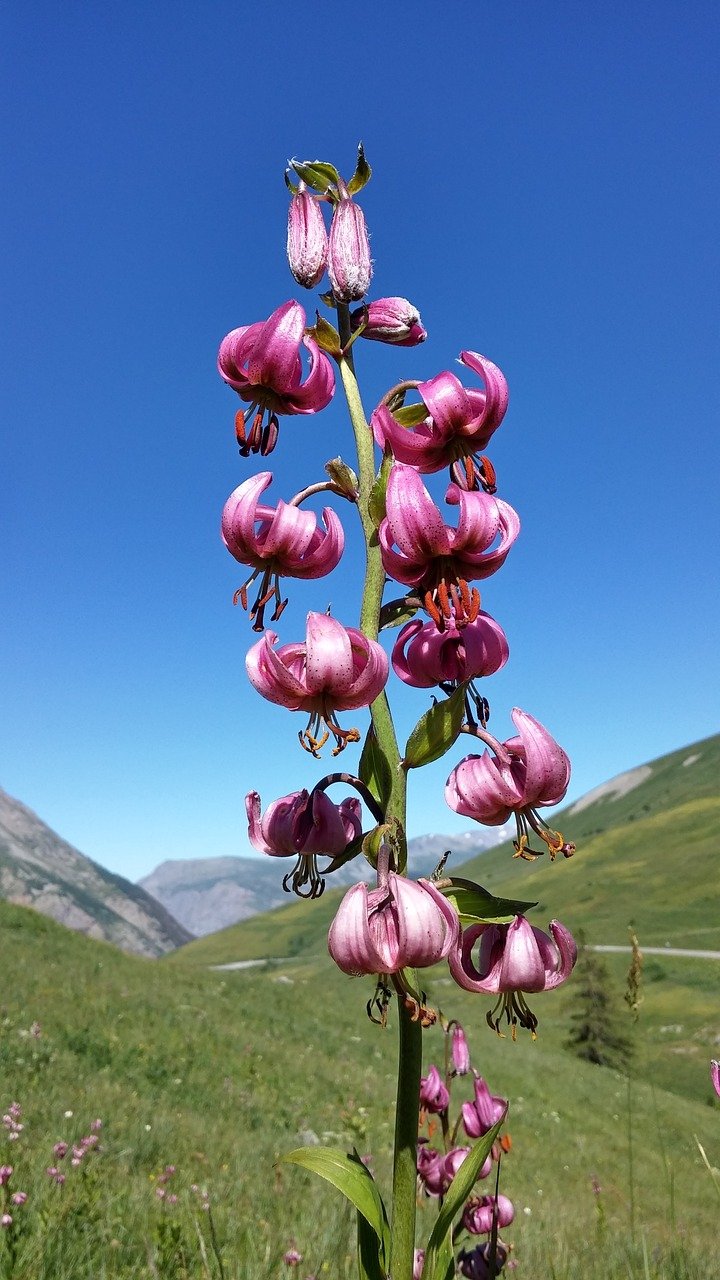 lys martagon plante montagne